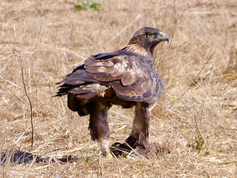 P1150407 Golden Eagle (Aquila chrysaetos), UCSC Great Meadow by ldjaffe is licensed under CC BY-NC-SA 2.0.
